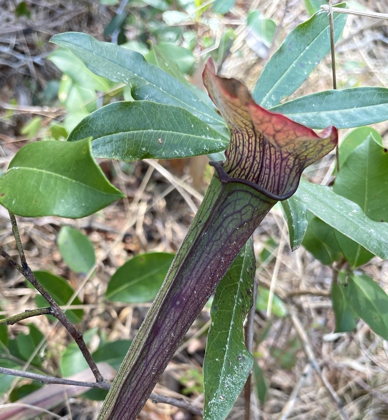 Sarracenia rubra subsp. viatorum photo 7