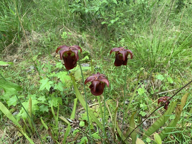 Sarracenia rubra subsp. viatorum photo 8