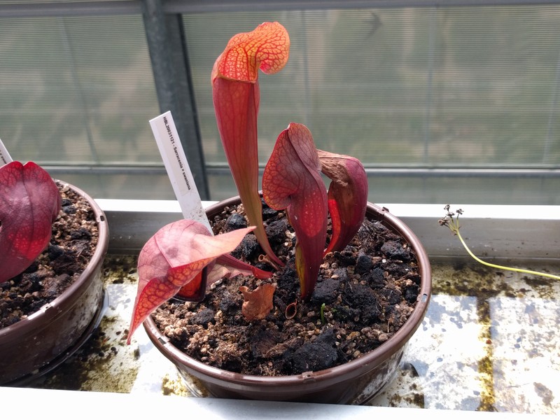 Pitcherplant photo 2