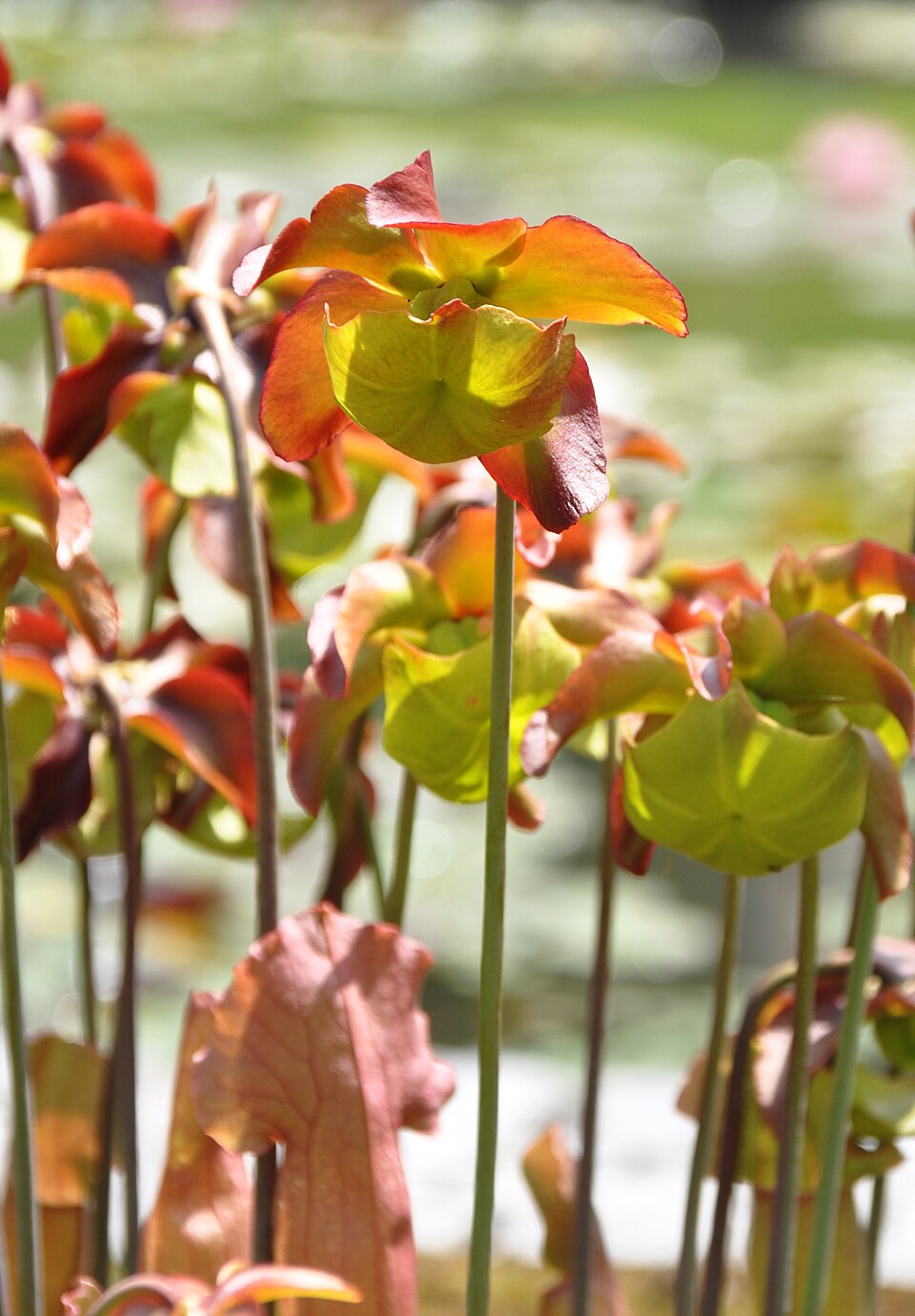 Pitcherplant photo 3