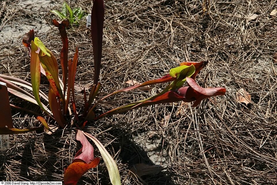 Pitcherplant photo 4