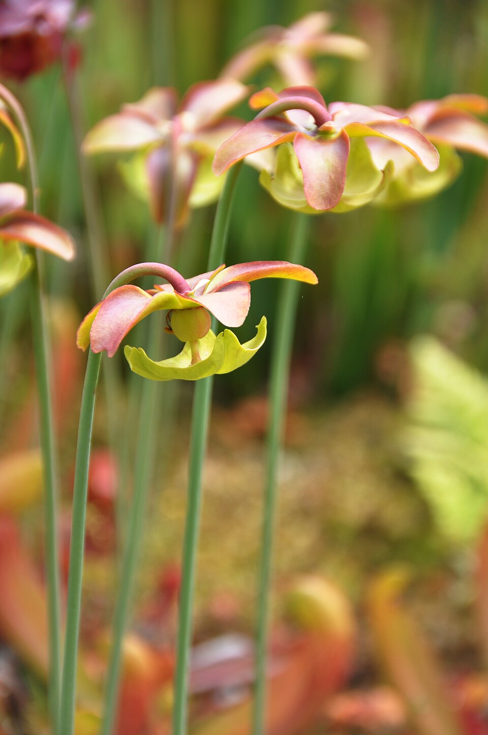 Pitcherplant photo 5