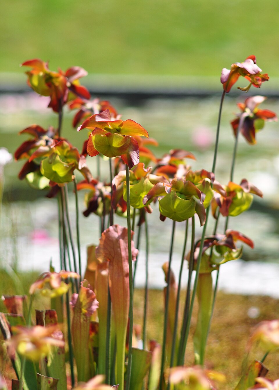 Pitcherplant photo 6