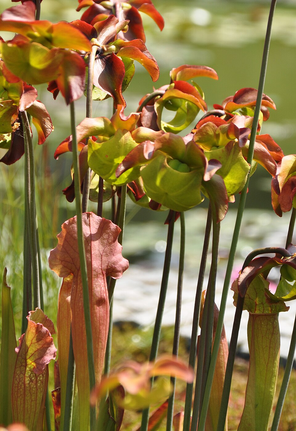 Pitcherplant photo 7