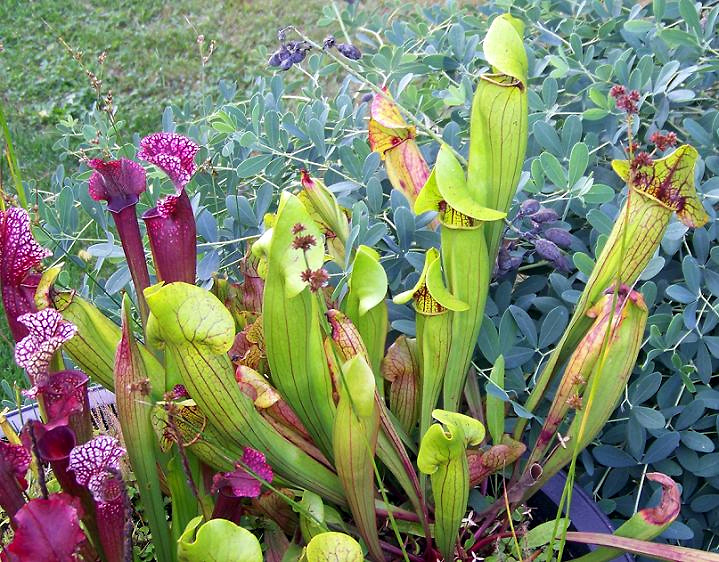 Pitcherplant photo 8