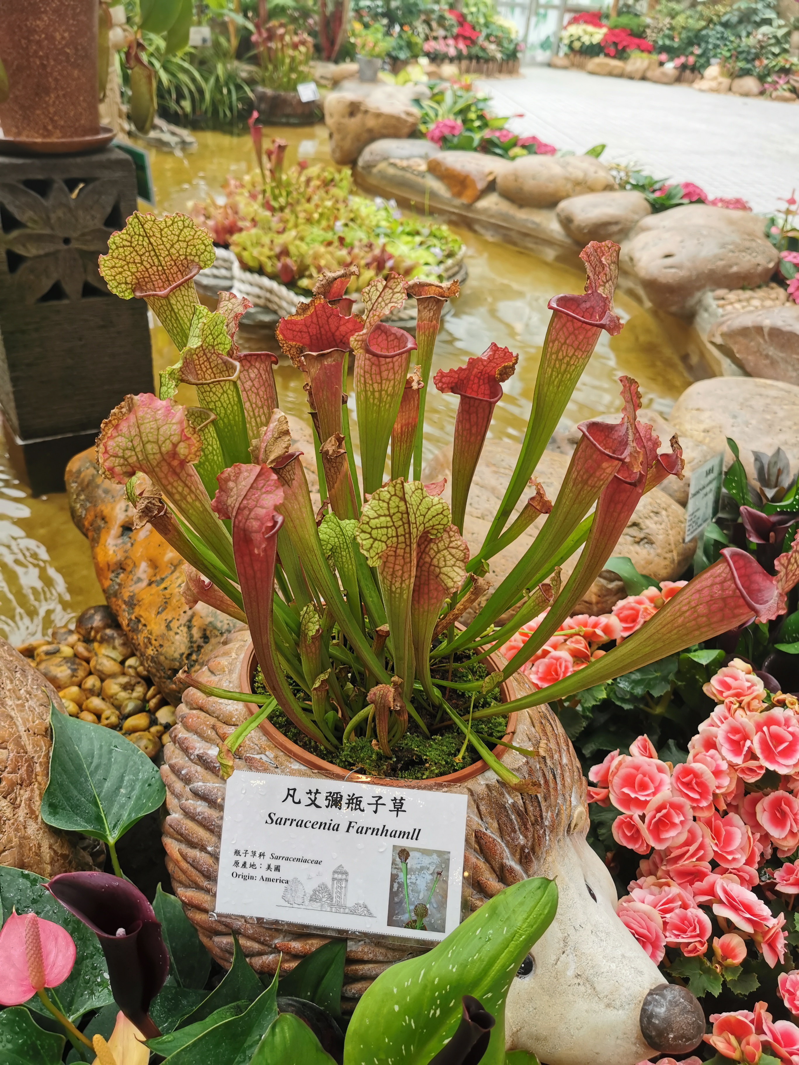 hybrid pitcherplant photo 2