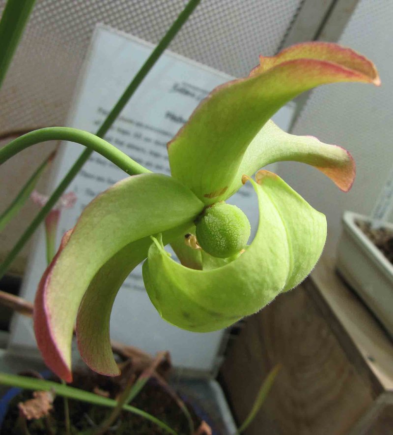 Pitcherplant