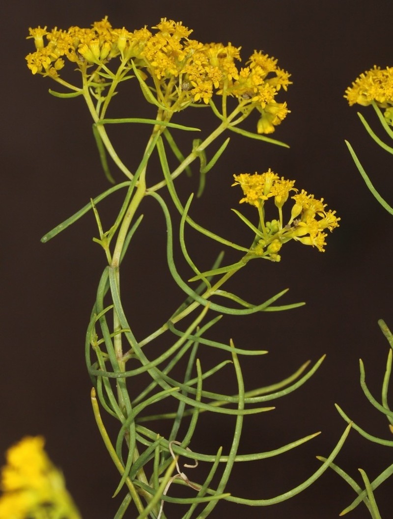 Threadleaf Glowwort