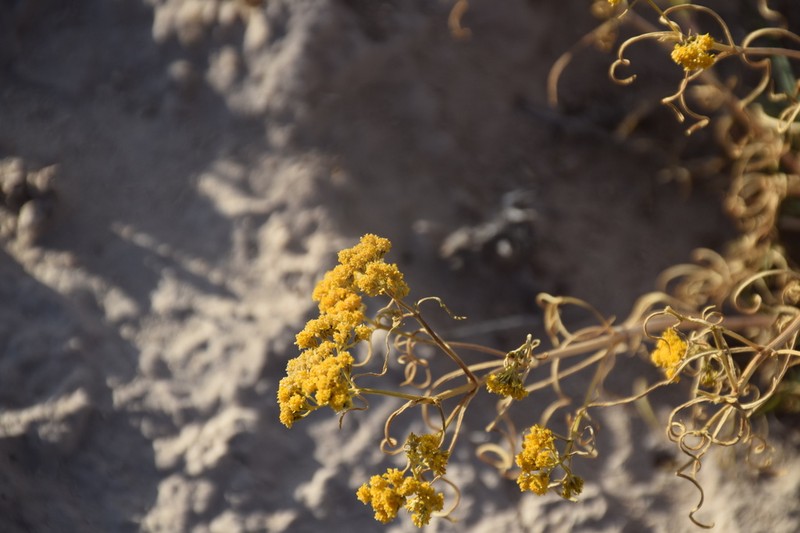 Threadleaf Glowwort photo 2
