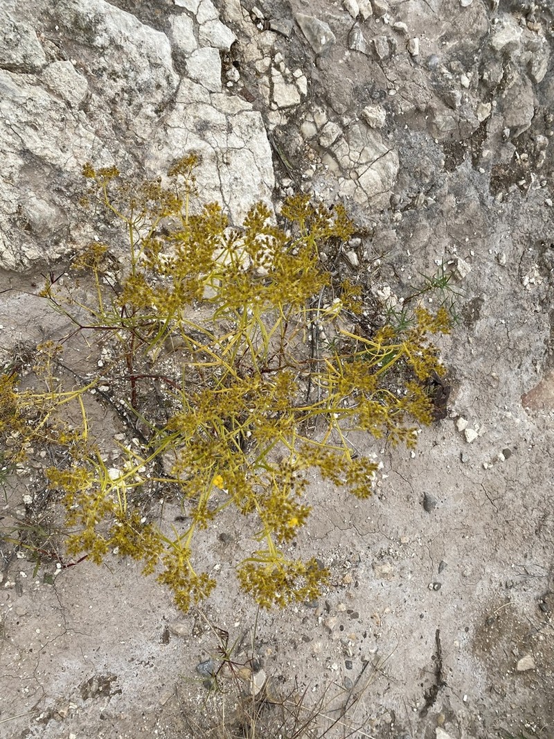 Threadleaf Glowwort photo 4
