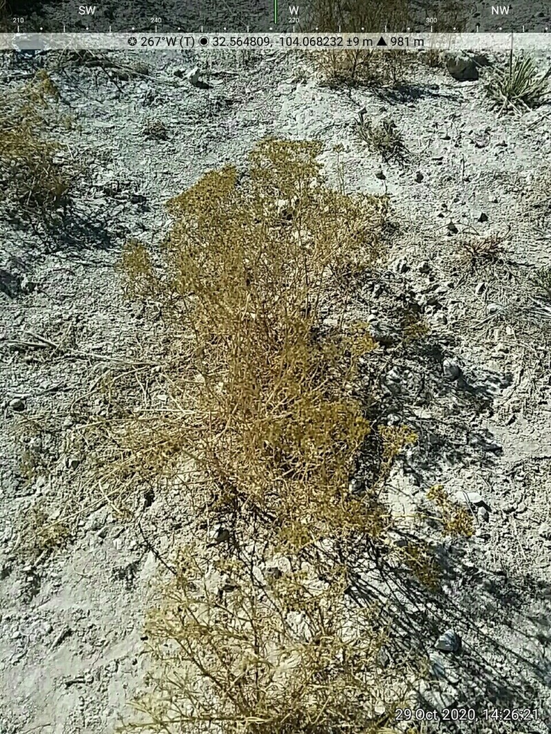 Threadleaf Glowwort photo 5