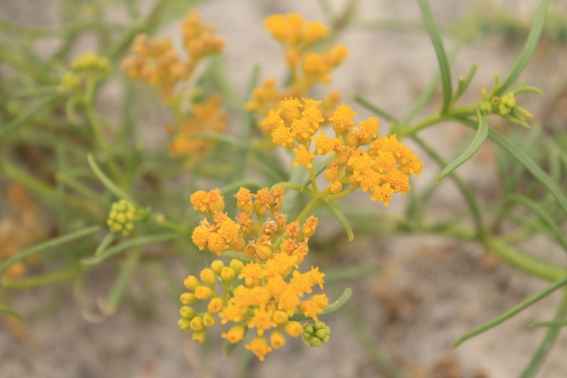 Threadleaf Glowwort photo 6