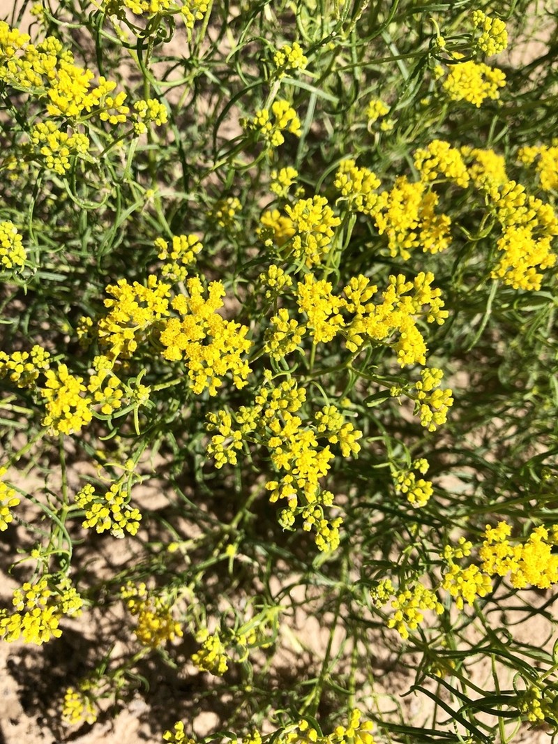 Threadleaf Glowwort photo 8