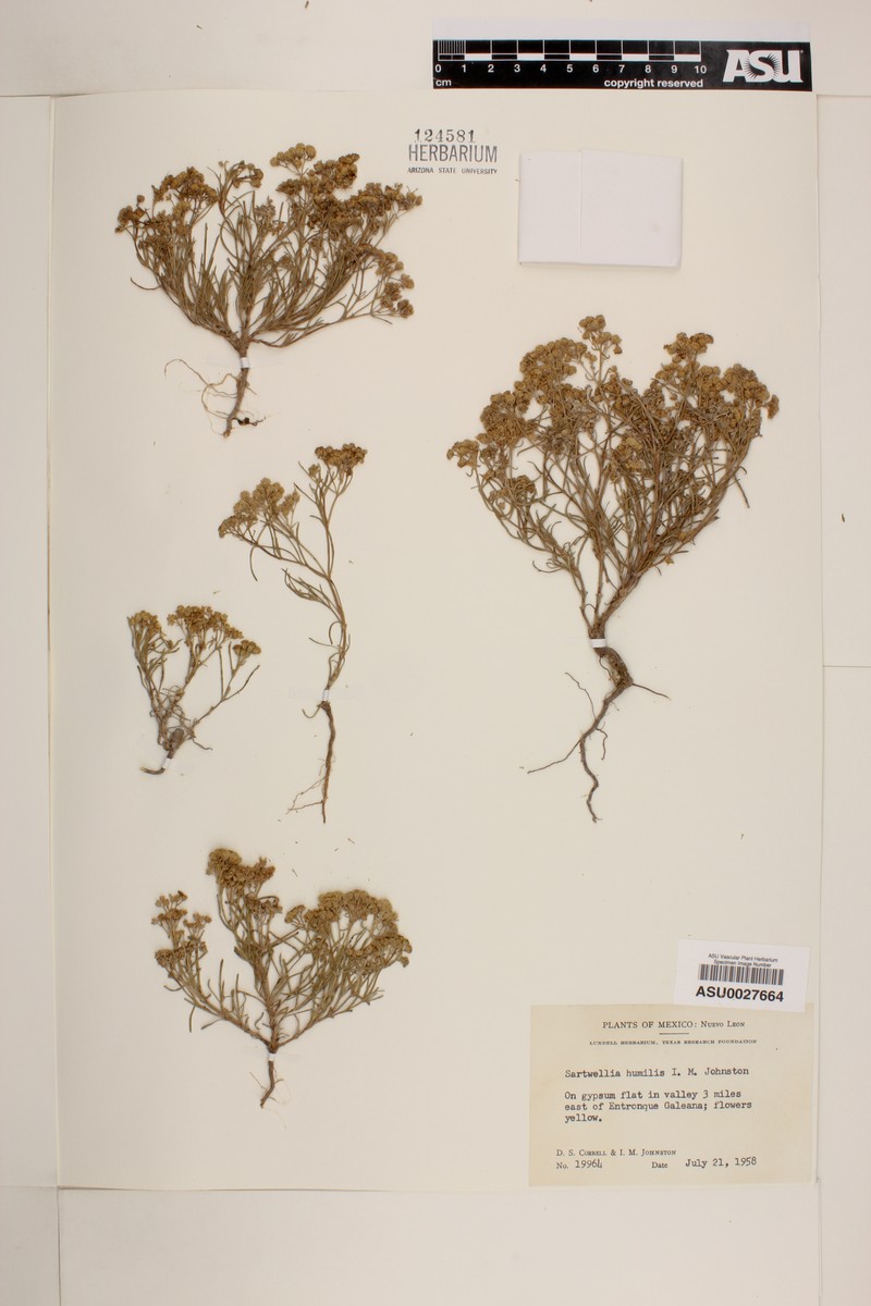 Sartwellia humilis