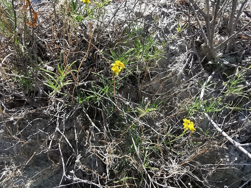 Sartwellia mexicana