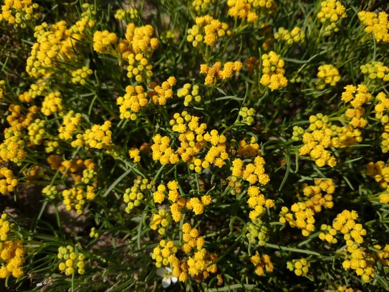Sartwellia mexicana photo 3
