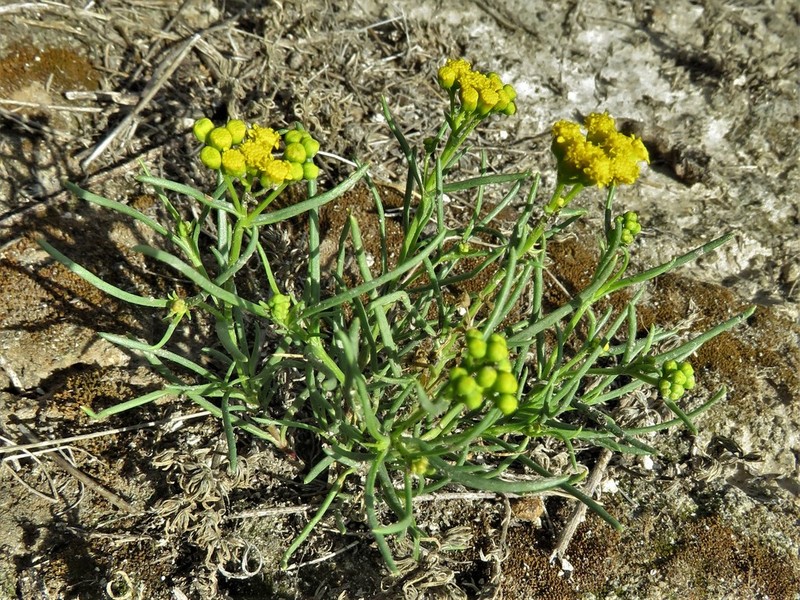 Sartwellia mexicana photo 5