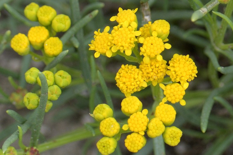Sartwellia mexicana photo 8