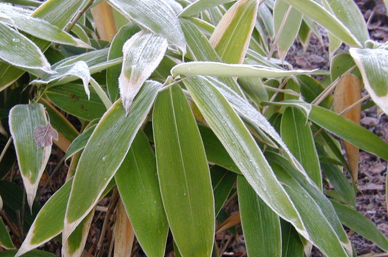 Broadleaf Bamboo photo 4