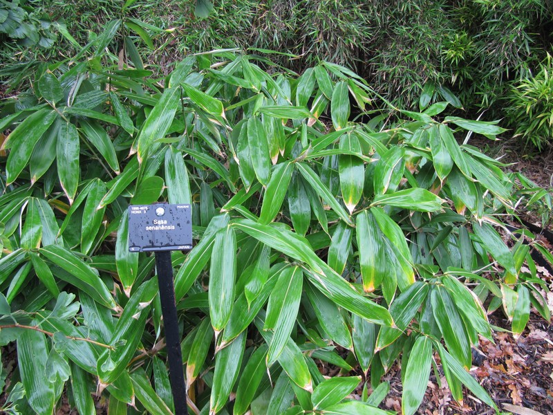 Broadleaf Bamboo photo 5