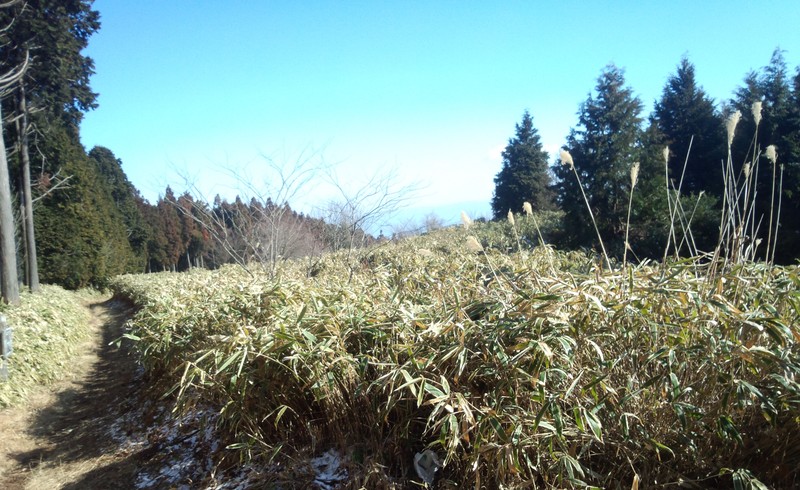 Broadleaf Bamboo photo 6