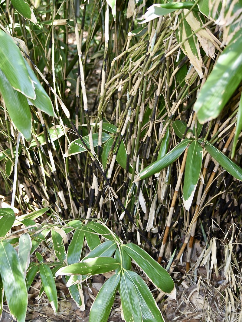 Broadleaf Bamboo photo 2