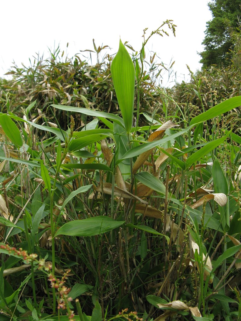 Kuma Bamboo Grass