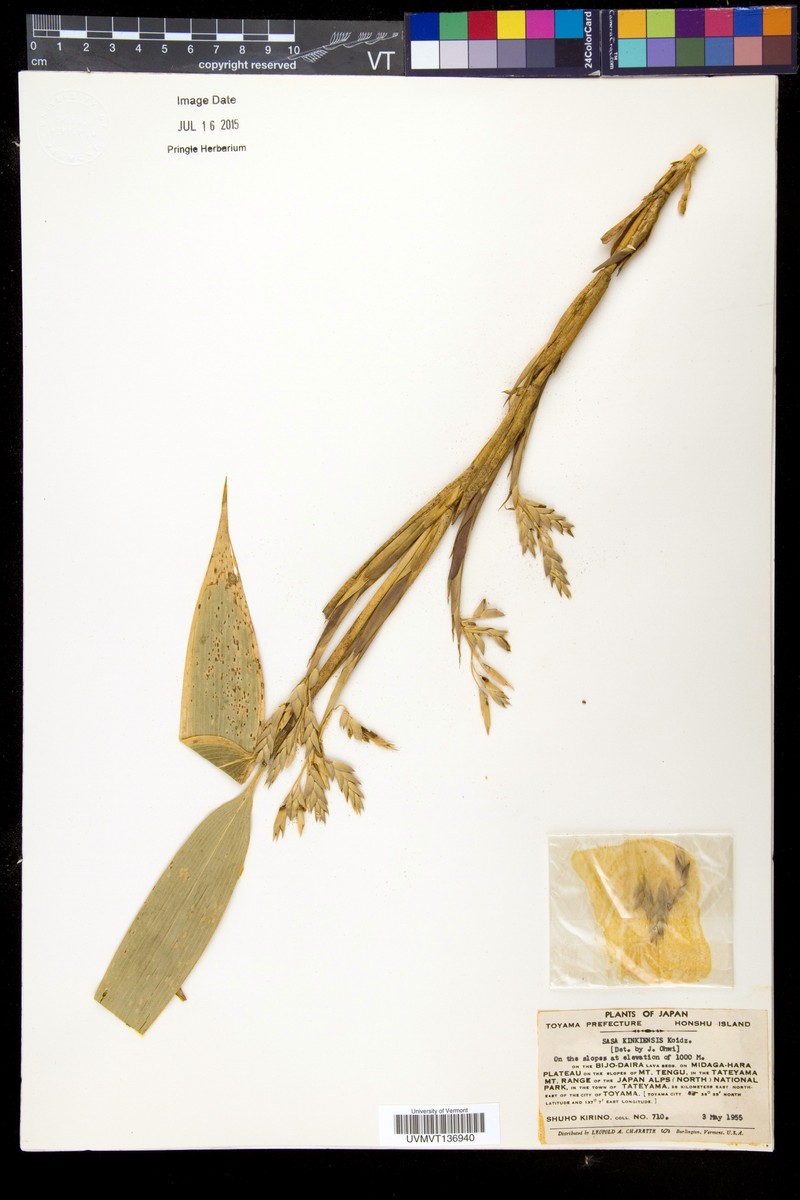 Sasa veitchii var. veitchii