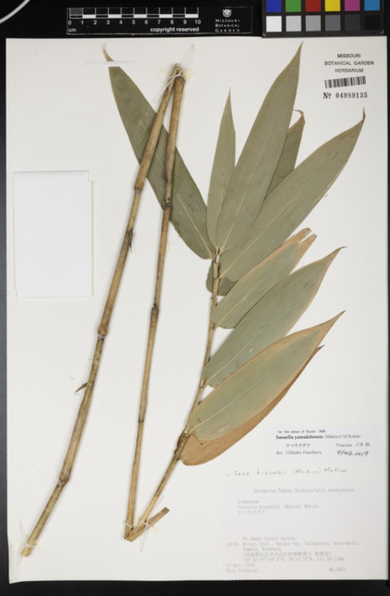 Sasaella yamakitensis