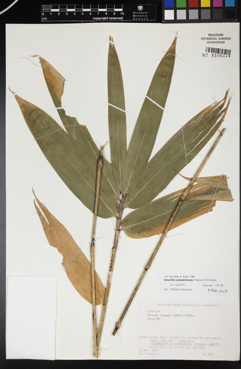 Sasaella yamakitensis photo 2