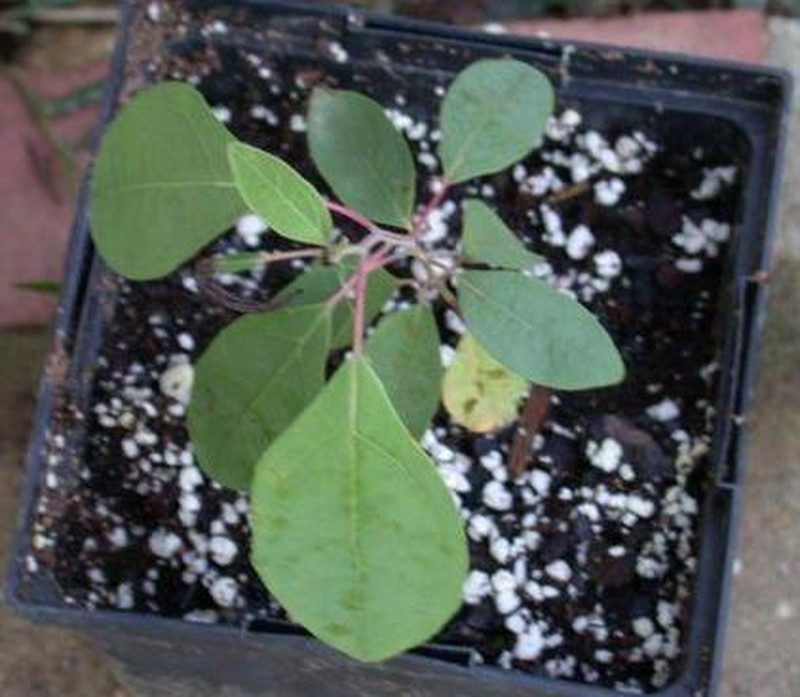 Sassafras photo 2