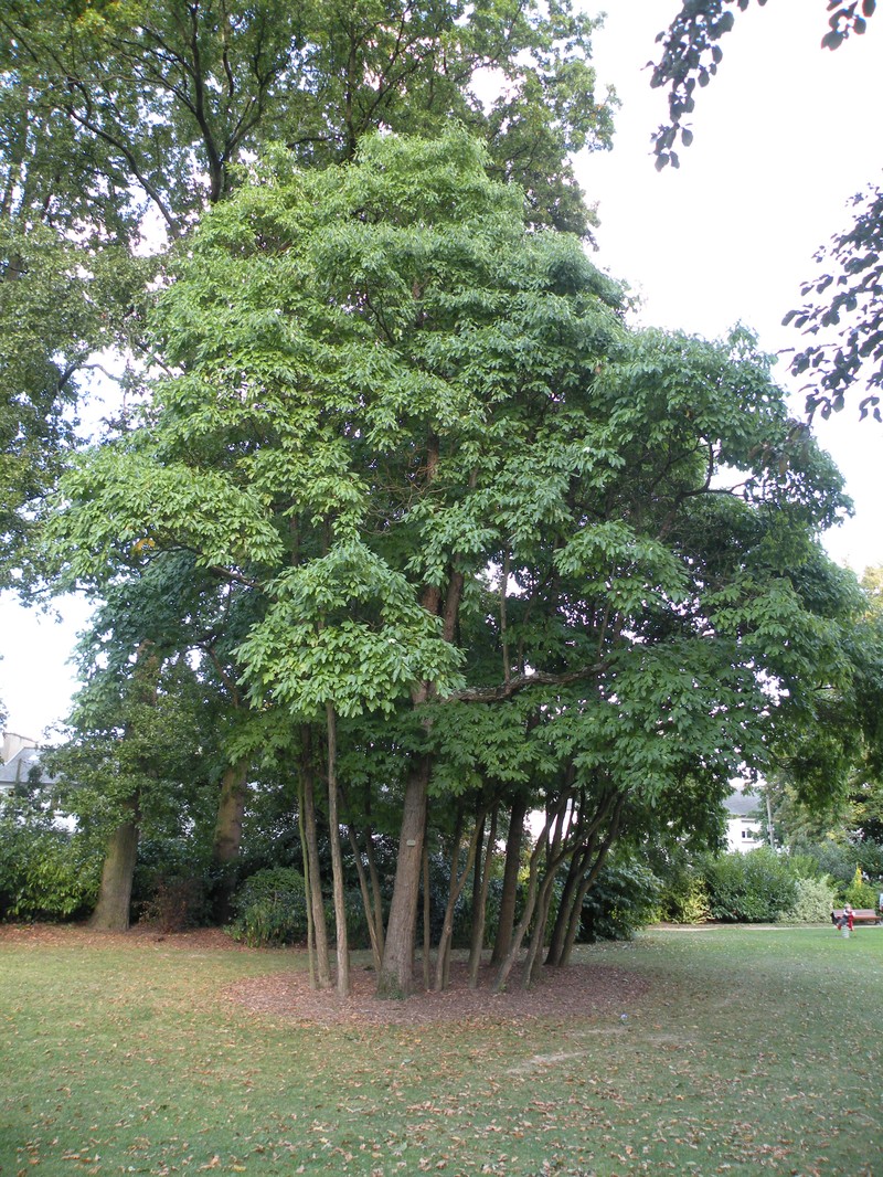 Sassafras photo 3
