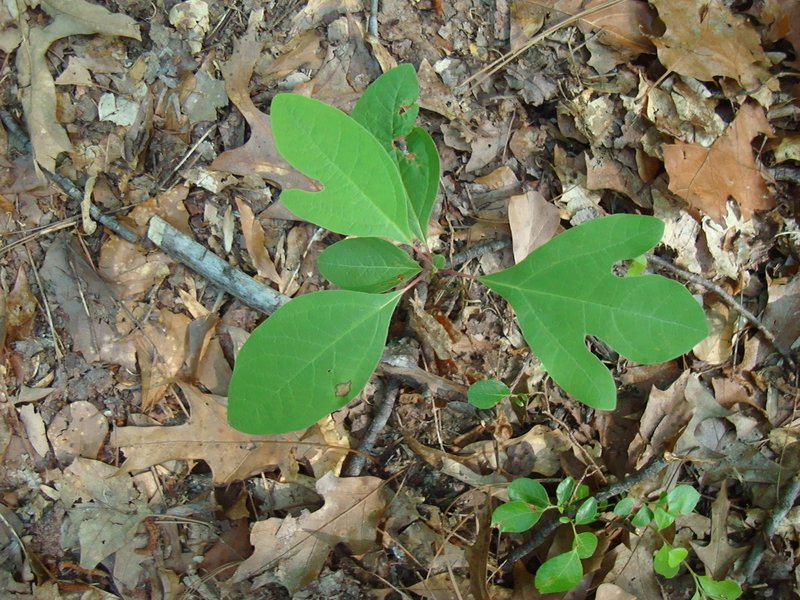 Sassafras