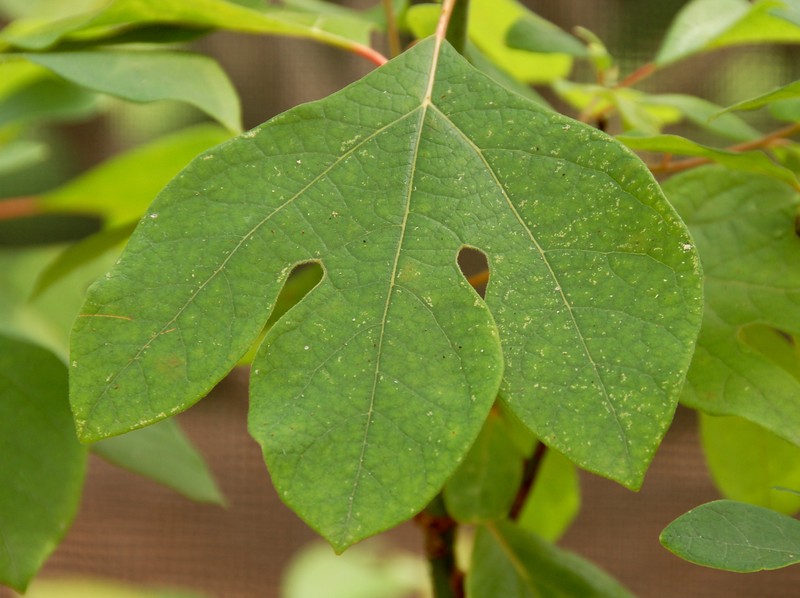 Sassafras photo 5