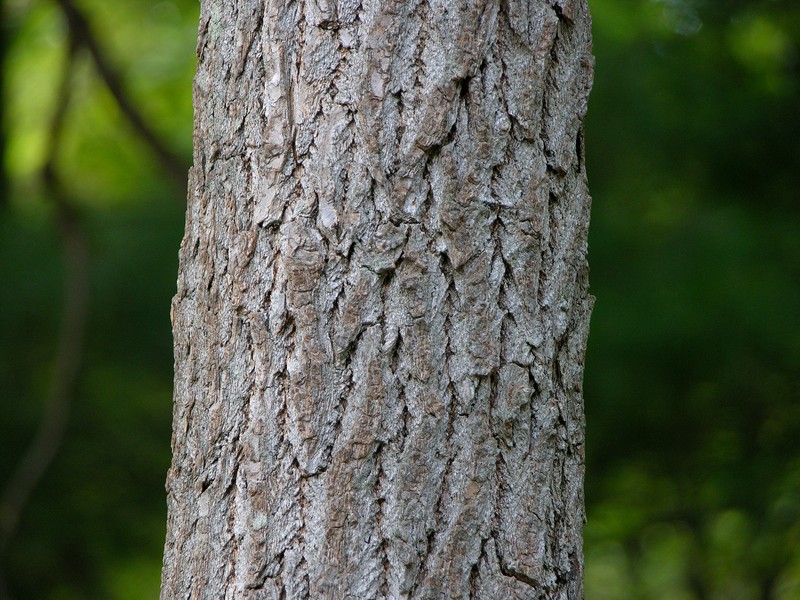 Sassafras photo 6