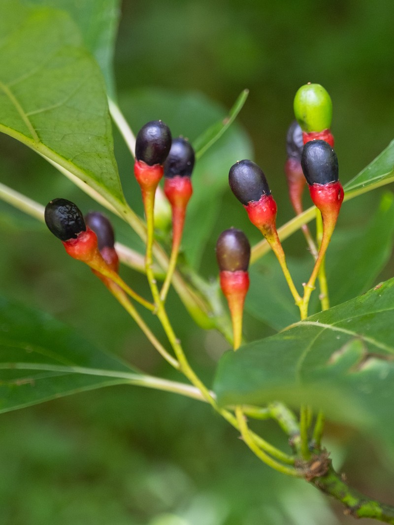 Sassafras photo 7