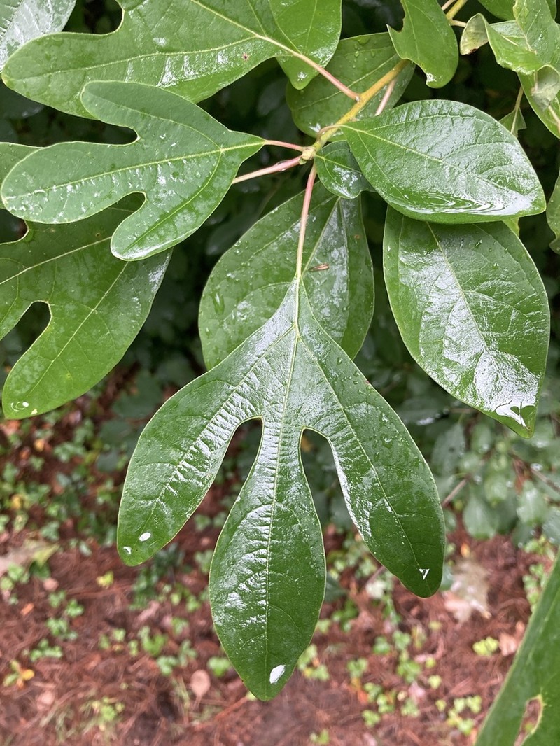 Sassafras photo 8