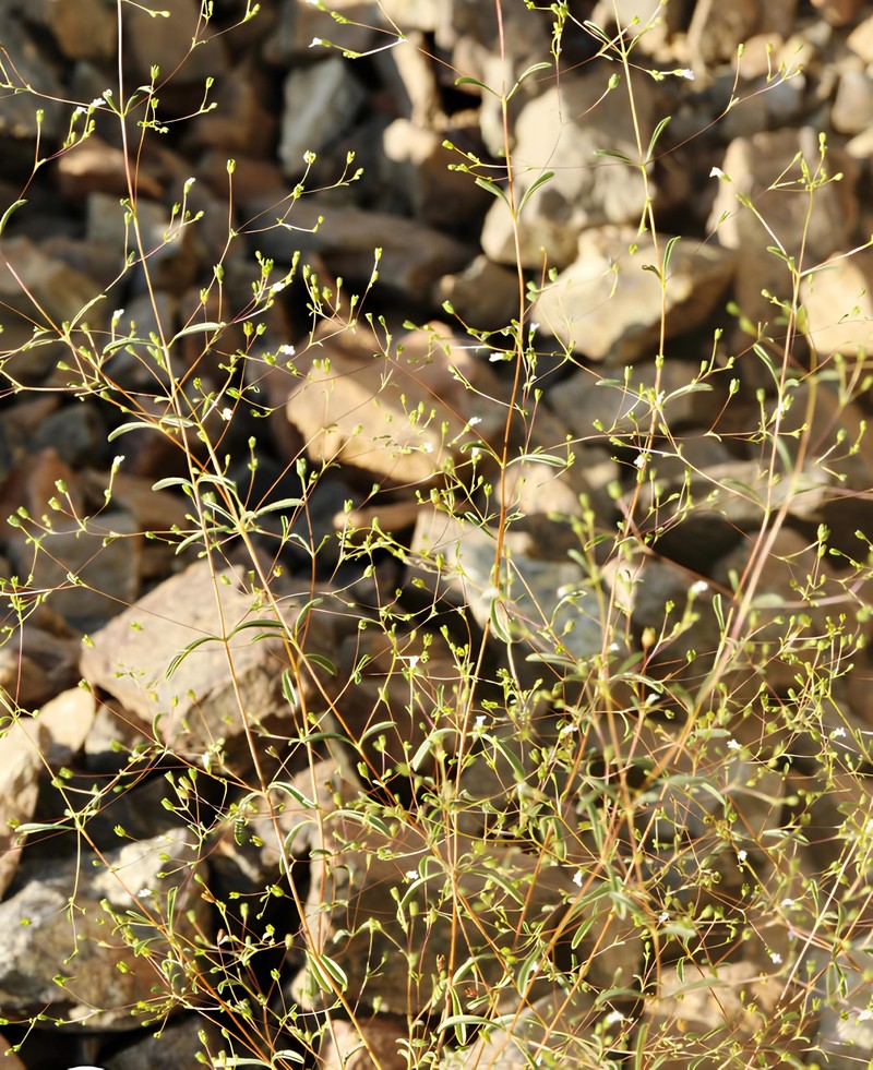 Satureja hasturkii
