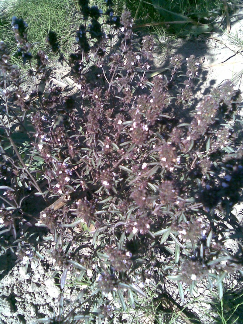 Summer Savory photo 4