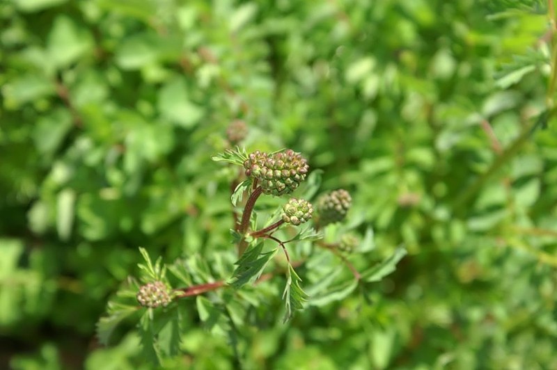 Summer Savory photo 2
