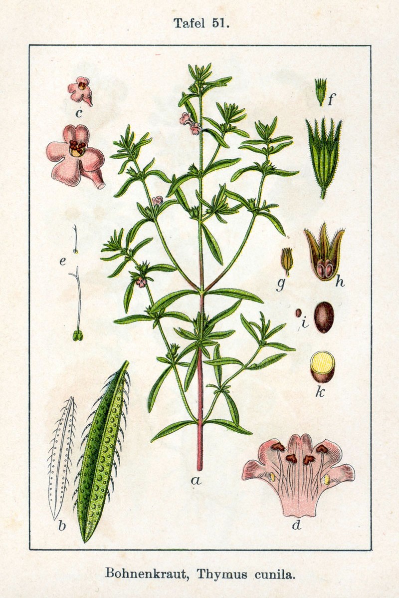 Summer Savory photo 3