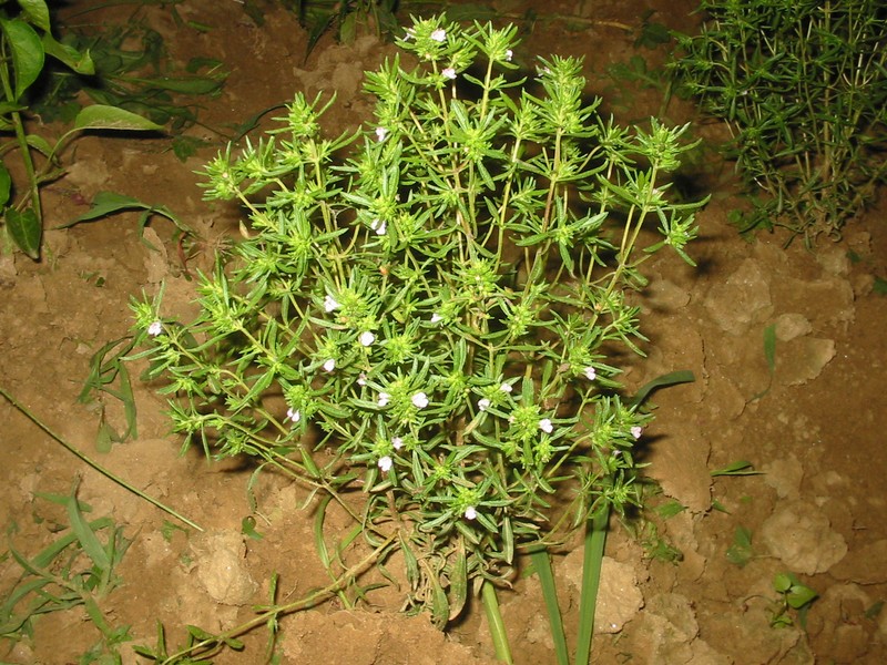 Summer Savory