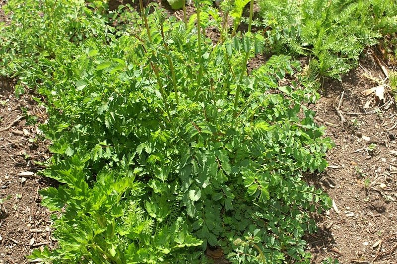 Summer Savory photo 5