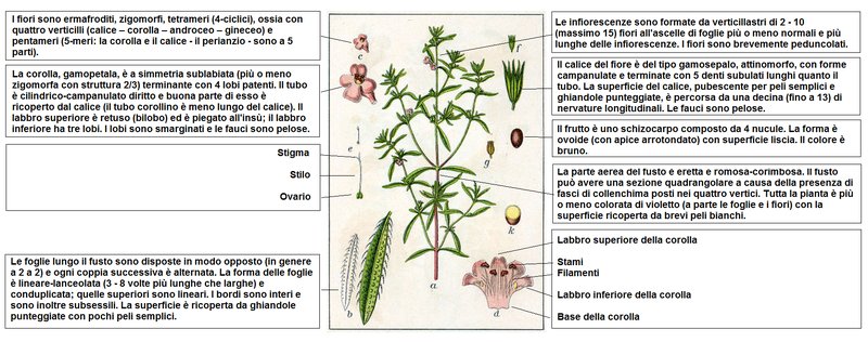 Summer Savory photo 6
