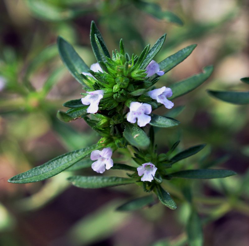 Summer Savory photo 7