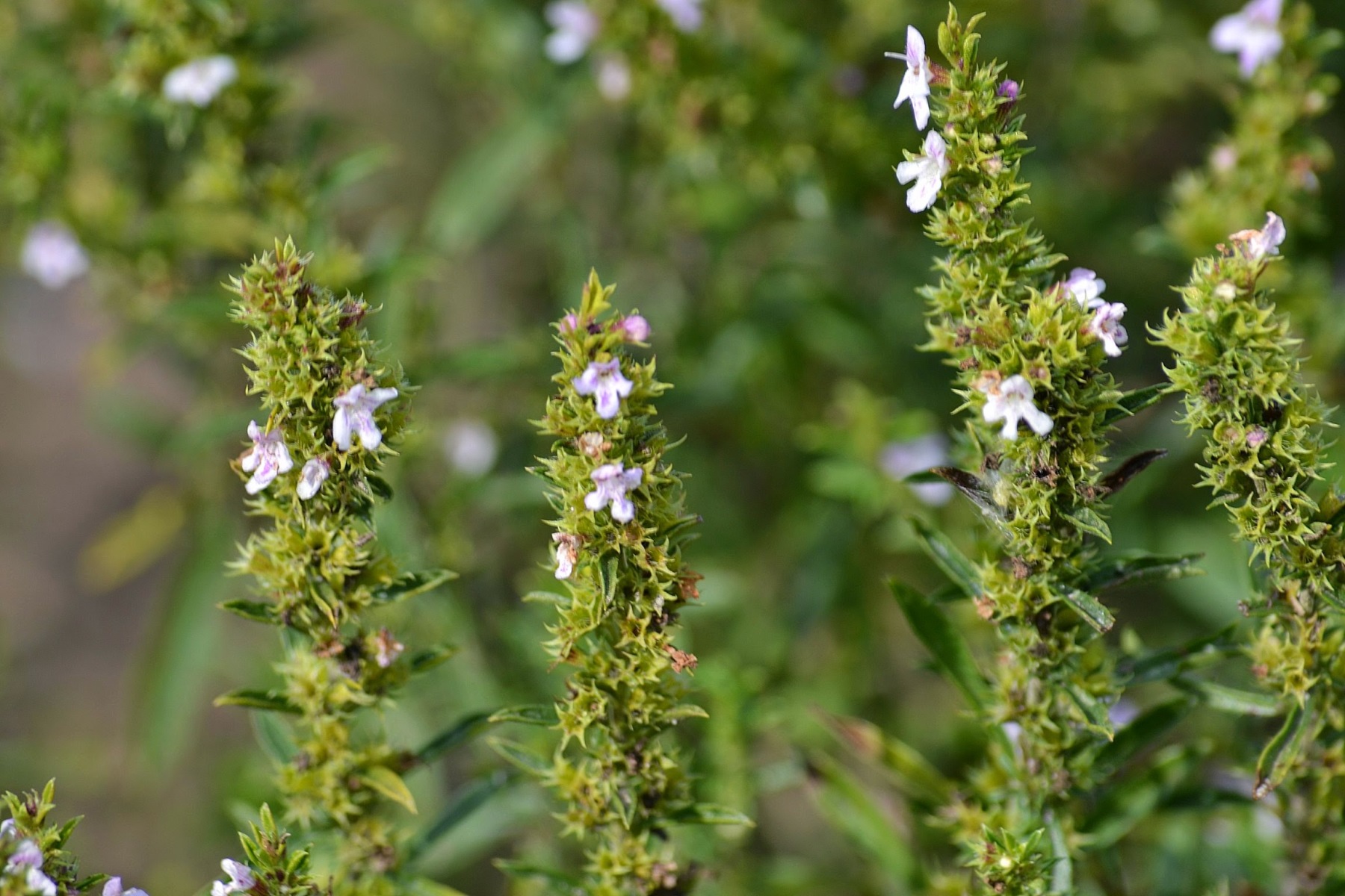 Winter Savory photo 4