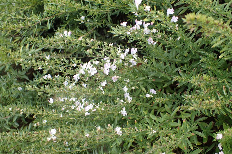 Winter Savory photo 2