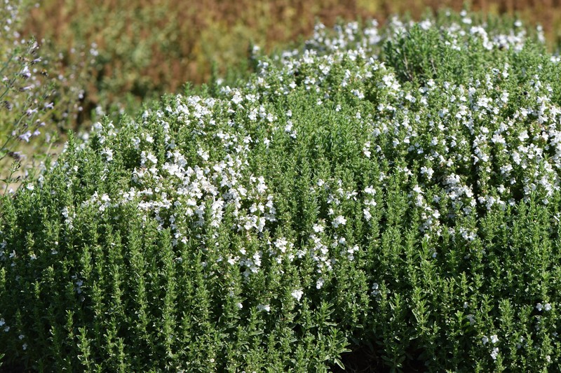Winter Savory photo 3
