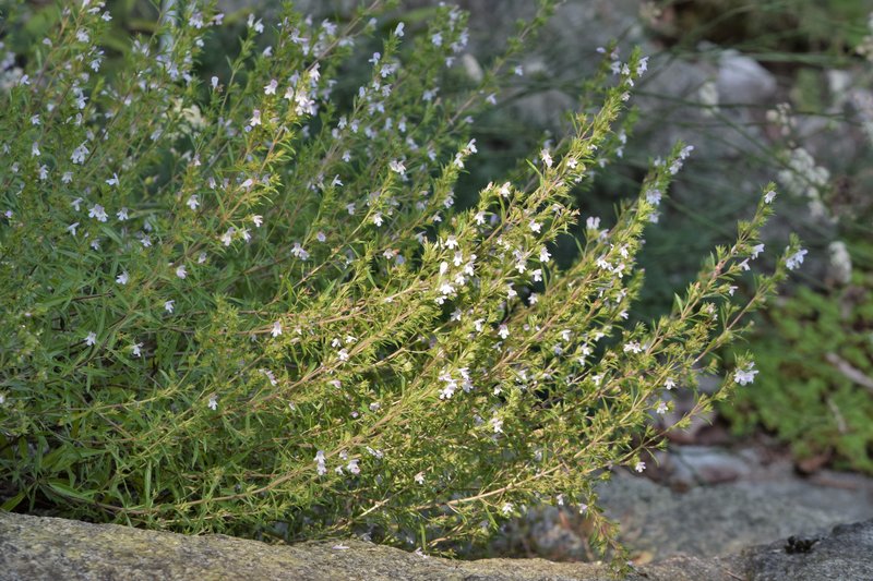 Winter Savory photo 5
