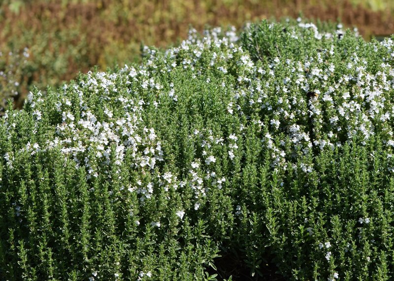 Winter Savory photo 6